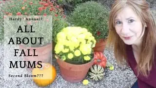 Mum Tips | How to extend bloom |Bloomwell Home and Garden