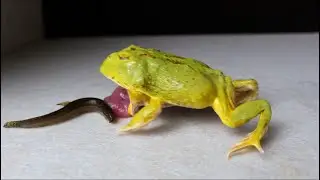 pacman frog and african bullfrog eat loach fish live fish