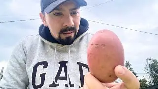 Siembra de papas, ¿Cómo sembrar papas? Siembra de papas en el campo, Siembra de papas en Chile.