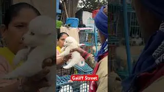 galiff street pet market | dog market Kolkata #shroud #dog #petmarket #galiffstreet