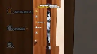 Ranking The Best Jealous Cat Moments