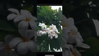 CapCut mobile apple ProRes 4K edit