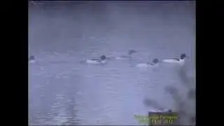 STORSKRAKE  Goosander  (Mergus merganser)  Klipp - 950  S/U