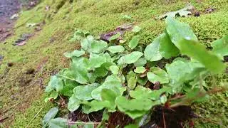 Cypripedium acaule (Stemless Lady's-slipper) and Epigaea repens (Trailing Arbutus)