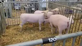 State Fair, Minnesota  2025