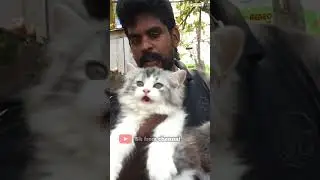 💢🎉Broadway Sunday market #cats #pets #highbrid #shorts  #brodway #chennaihennai #shorts @9003255421