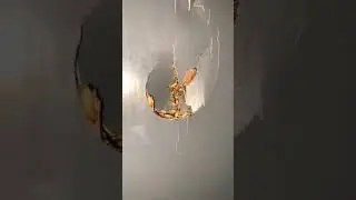 live termite Control #termitetreatment #termitecontrol #livetrading #control  #virlshort #youtube