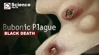 The Black Death - Bubonic Plague | Deadliest pandemic in the history (True Story)