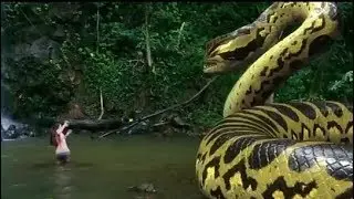 The finest section of no snake zero