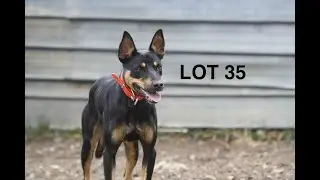 LOT 35 