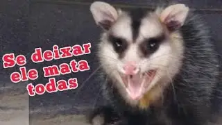 Um gambá veio de dia atacar minhas galinhas