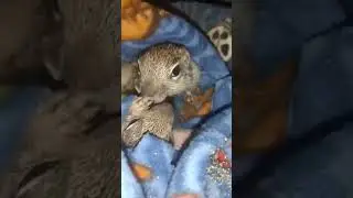 Baby Rock Squirrel Call