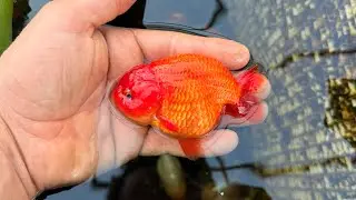 Did my fish FREEZE in the winter? 