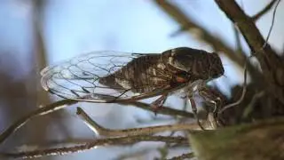 Cicadas Sounds Early Evening