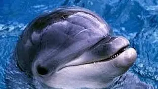 Swimming with Delphins in Friguia Park in Tunisia (HD)