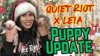 1 Week Old XL Bully Puppies — Feeding & Weight Check!