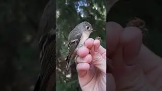BirdBytes ID - Ruby-Crowned Kinglets