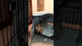 Pooch Patrol
