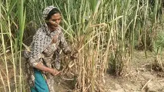 ये देखिए सबसे अच्छा चारा #taiwangaintkinggrass #dairyfarming #biocng