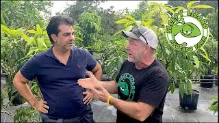 How Botanists Created The Edward Kent Hybrid Mango