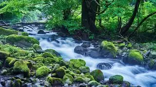 Nature Sounds-Splashing Water-Birds Sound For Sleep|Meditation Relaxing Sounds