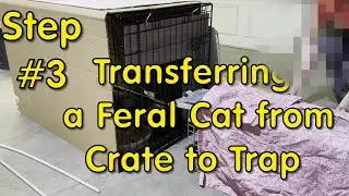 Transfer a Feral Cat from Crate to Trap