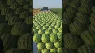 Record my farm life | Beautiful scenery in the farm #shorts #viral #trending #farming #watermelon