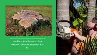 Aussie Tree Removal Darwin | Tree Companies Near Me | Arborist Darwin