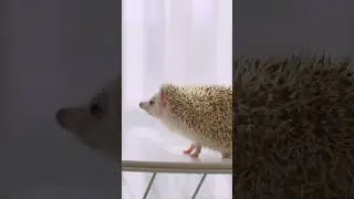 🦔 Unexpected Guest &mdash; Curious Hedgehog Roams a Human Home | Peaceful_Tranquil