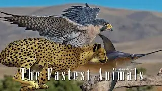 Top 5 Fastest Animals on the Planet /Tamil/Zip Voice/2021