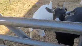 This Is Where We Go To The Farm And See Some Animals