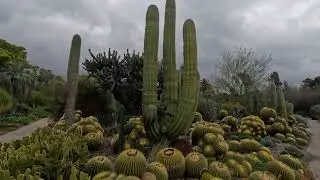 Huntington Desert Garden - A Botanical Tour