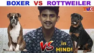 Boxer VS Rottweiler In Hindi : Dog Vs Dog : TUC : The Ultimate Channel