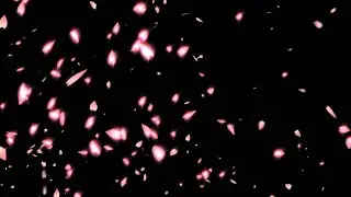 Falling cherry blossom petals + Free Download || cherry blossom falling overlay effect