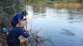 Foi incrível o cardume de tilápias  que encostou só brutas. Pescaria!!!