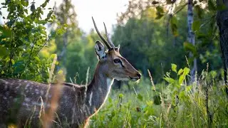 Peaceful Animal Sounds in Nature | Relaxing Wildlife Ambience