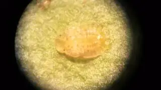 Coccus hesperidum [Brown Scale] Nymph on Gerbera jamesonii