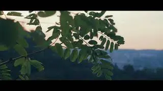 Bird Sounds Spectacular  Morning Bird Song  whatsapp status 20 seconds video
