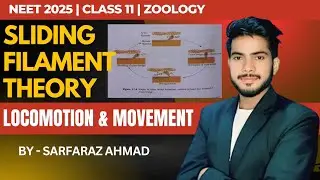 SLIDING FILAMENT THEORY | MUSCLE CONTRACTION | human physiology | by Sarfaraz Ahmad