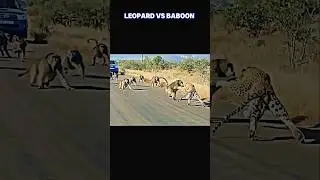 leopard vs baboon #trending #animals #wildlife #leopard #baboon #shortsvideo #youtube #shorts