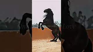 ✨ This horse is so gorgeous✨ #viral #horses #edit #friesian
