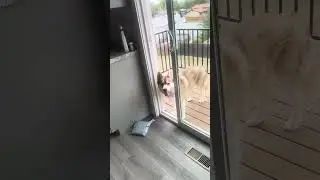 #moneymax #syke #sykes #funny #dogpack #dogpack404 #viral #pets #dogsworld #dog #husky
