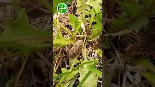 ISOPODE DE MON JARDIN 🤩 #terrario #animals #pets #terrarium #vivarium #nature #pet #nac #bug #bugs