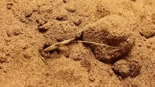 Wild Oat (Avena fatua) seed drilling into soil