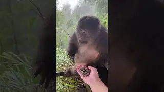 Smart Xing Xing Knows How to Express Her Needs | 賢いシンシンは自分のニーズを表現する方法を知っています #monkey #animals #动物
