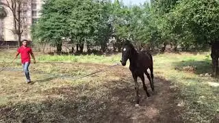 NVB&rsquo;S stud farm Vapi, DEVV 6 month old black male Marwadi horse,