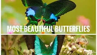 Most beautiful butterflies/Nature&rsquo;s best/Exploring the nature Ep:5/Butterfly watch