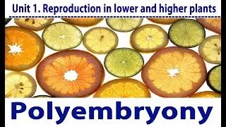 Polyembryony in Citrus