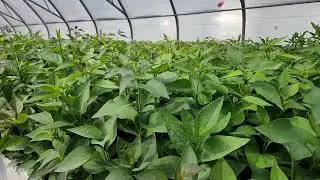Common Purple Lilac (Syringa vulgaris) seedlings growing at TreeTime.ca in the greenhouse