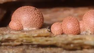 Lycogale du bois ou lait de loup - Lycogala epidendrum (Myxomyc&egrave;te)